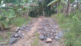 Keterangan foto : Jalan JUT di Desa Cikeusik, Kecamatan Wanasalam, Rabu (14/1/2026)